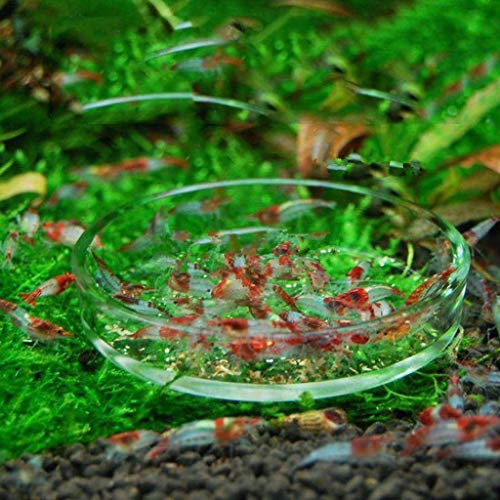 Aquarium Shrimp Feeding Dish High Clear Glass Bottom Feeders Food Bowl 3.9 3.5 3.2 2.4 Inches Round Tray