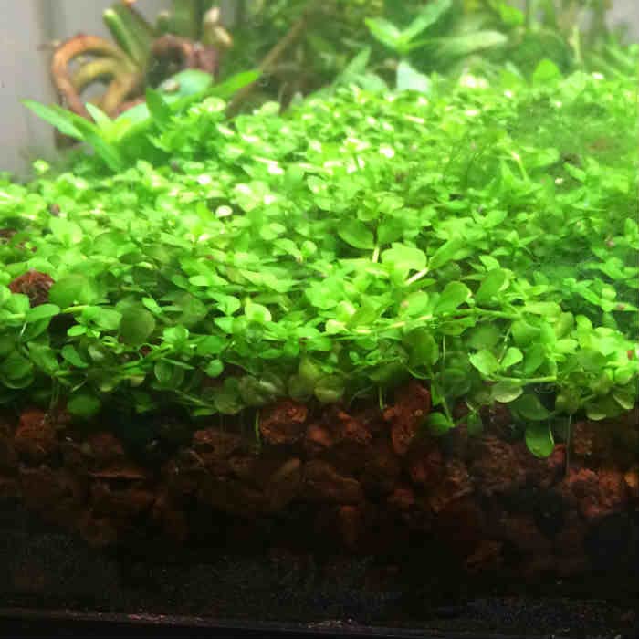 Foreground Potted Live Aquarium Plants | Freshwater Aquatic Plants for Aquariums (Potted Monte Carlo) - color: Potted Monte Carlo