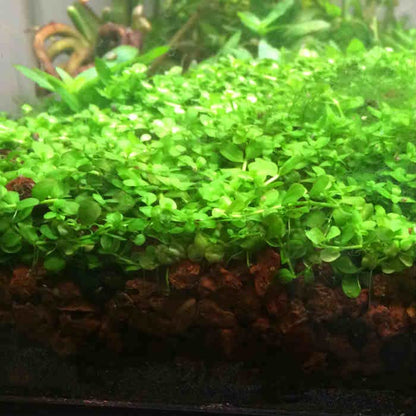 Foreground Potted Live Aquarium Plants | Freshwater Aquatic Plants for Aquariums (Potted Monte Carlo) - color: Potted Monte Carlo