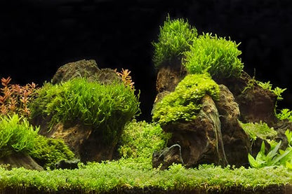 20x10ft Fish Tank Backdrop Aquarium Underwater Grass Leaves Aquatic Plant River Stone Bed Lake Background Diving Holiday Fishing Party Decoration Photo Props Wallpaper - size: 20x10FT