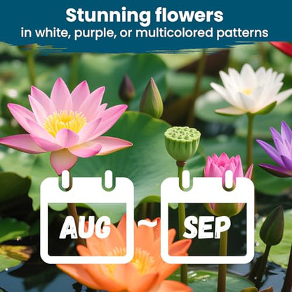 Lotus Seeds for Planting in Water – 160 PCS Mixed Bowl Lotus Seeds, Water Lily & Water Plants for Ponds, Live Pond Plants for Outdoor Ponds, Floating Pond Plants – Indoor Bonsai, Garden, Koi Pond - size: 160pcs Bowl Lotus Seeds for Panting