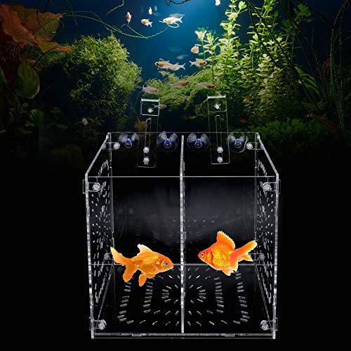 Acrylic Fish Breeding Box 20x20x20cm Mesh Rearing Trap for Baby Shrimp Clownfish Guppy, Isolation Board Prevents Adult Attack, Adjustable Suction Cup Fixation for Aquarium Hatchery (20MC - size: 20MC *20CM*20CM