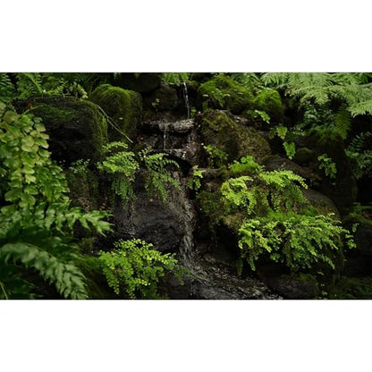 Tropical Rainforest Aquarium Background Tranquil Stream Mossy Rocks Fish Tank Background Serene Jungle Plants Green Leaves Terrarium Backgrounds Tropical Woodland Reptile Tank Backgrounds 24x16in - color: Light Green, size: 24(W)x16(H)in