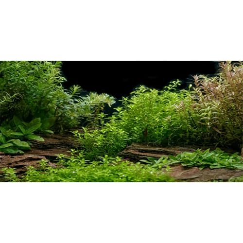 Aquarium Background Aquatic Plant Fish Tank Background Vinyl 36x20 inches - size: 36x20in/90x50cm