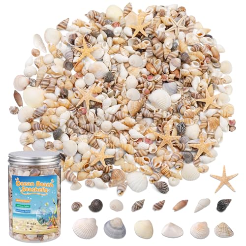 1200 Pcs Tiny Sea Shells, Seashells for Crafts with Small Shells Starfish | Mixed Ocean Beach Spiral Seashells for Beach Party, Fish Tank and Vase Filler, Wedding Decor, DIY Jewelry Candle Making