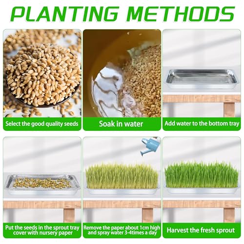 6 Pack Seed Starter Tray 13.78x 10.24x 1.38Inch Plant Germination Trays Stainless Steel Seed Sprouting Trays Microgreens Growing Trays