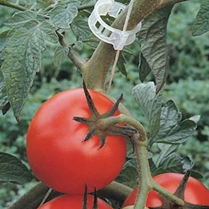Spencer 100 Pcs Plant Support Clips, Tomato Vine Clips, Plastic Greenhouse Garden Support Trellis Clips for Tomato Vine Plants Fruits Vegetables Flower to Grow Uprightly and Healthily, 1.18” Diameter - size: 100 Pcs