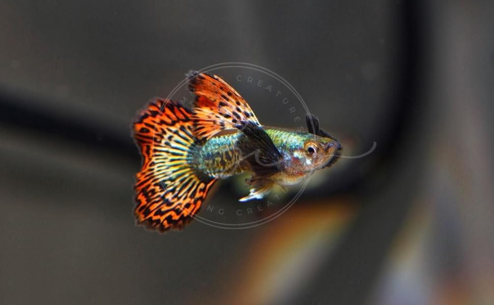 Swimming Creatures™ Tropical Live Guppy Freshwater Aquarium Fish (5 Dumbo Ear Male Guppy) - color: 5 Dumbo Ear Male Guppy