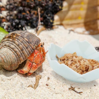 4 Pack Ceramic Food & Water Bowls Dual Dish Reptile Feeding Set for Hermits Crabs, Lizards, Geckos, Small Snakes and Snails
