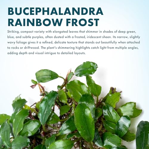 Bucephalandra Rainbow Frost Live Aquarium Plant - Natural Freshwater Fish Tank Decorations and Aquatic Decor (Small Clump (3-5 Plants))