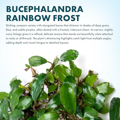 Bucephalandra Rainbow Frost Live Aquarium Plant - Natural Freshwater Fish Tank Decorations and Aquatic Decor (Small Clump (3-5 Plants))