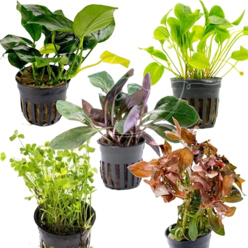 Swimming Creatures™ Live Aquarium Plants (5 Potted Plants) - color: 5 Potted Plants