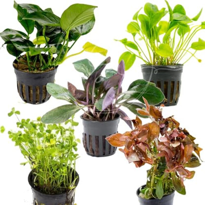 Swimming Creatures™ Live Aquarium Plants (5 Potted Plants) - color: 5 Potted Plants