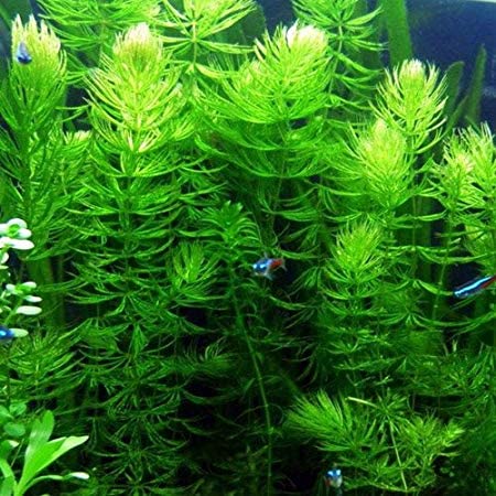 Marcus Fish Tanks Hornwort Ceratophyllum Live Aquarium Plant Planted Tank Beginner - Buy 2 G 1 F