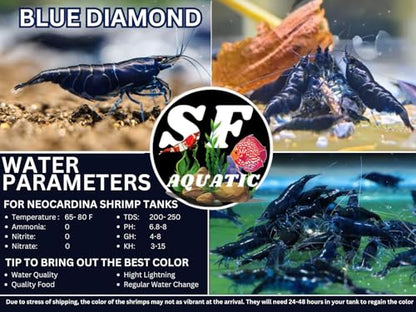 SF Aquatic™ 10 Blue Diamond High Grade Neocaridina Live Freshwater Aquarium Shrimps Fully Mature Breeding Age. Live Arrival Guarantee - color: Blue Diamond, size: 10 Shrimps