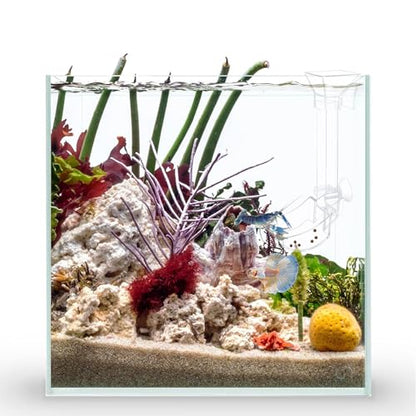 Aquarium Fish Shrimp Feeding Dish Set - Clear Feeder Tube and Dish With Cleaning Brush and Measuring Spoon for Shrimp - Prevents Food Scattering - Supplies for Small Fish - size: Small