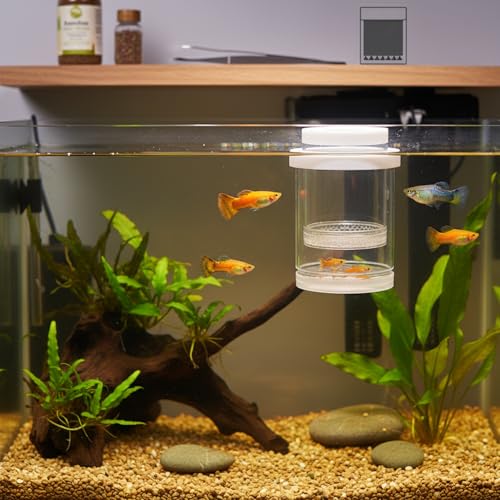 Floating Fish Isolation Box, PP Plastic in-Tank Separator for Fish Isolation (1 PC)