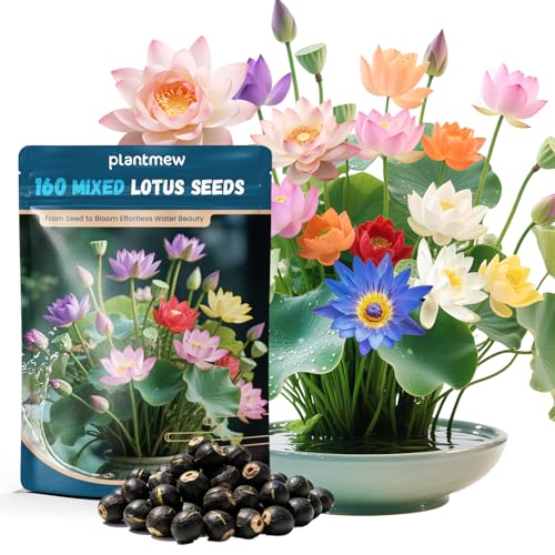 Lotus Seeds for Planting in Water – 160 PCS Mixed Bowl Lotus Seeds, Water Lily & Water Plants for Ponds, Live Pond Plants for Outdoor Ponds, Floating Pond Plants – Indoor Bonsai, Garden, Koi Pond - size: 160pcs Bowl Lotus Seeds for Panting