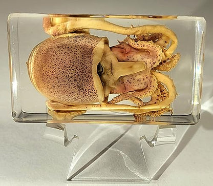 HQRP-Crystal 2-3/8" Acrylic Display Stand Pedestal for Crystal Heart / Slice / Slab and other Stones - size: 2-3/8"