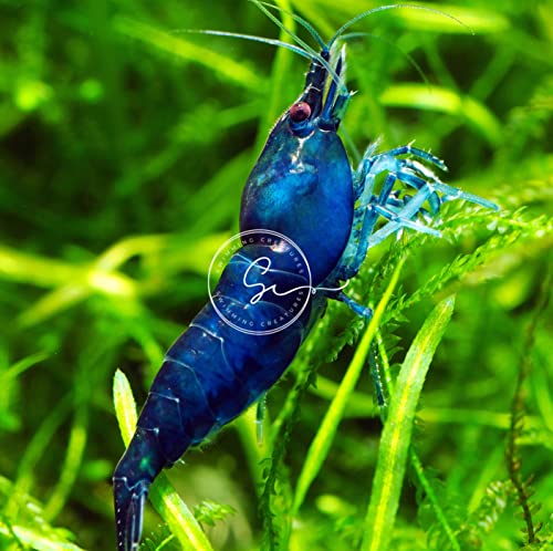 Swimming Creatures™ Freshwater Aquarium Shrimp - A Perfect Combo to Brighten Your Aquarium! (20, Premium Mixed (5 Colors))