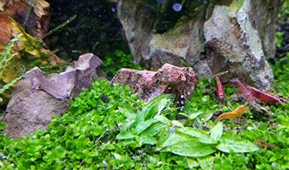 Aquarium Ohko Dragon Stone Rock Mixed Sizes - size: TINY PIECES 5 LB