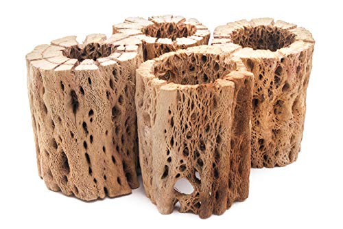 3 to 48 Inch All Natural Teddy Bear Cholla Wood Extra Hollow Large Untreated Organic Aquarium Driftwood Decoration Chew Toy Shrimp Crab Multi-Quantity (4 Pieces, 3 inch) - size: 4 Pieces, 3 inch