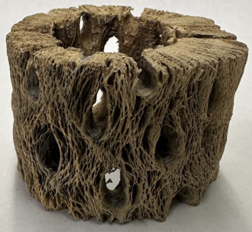 3 Natural Cholla Wood Air Plant Display Holders Individually Unique Round Decorative Stands (3 Pack Cholla Rounds) - style: 3 Pack Cholla Rounds