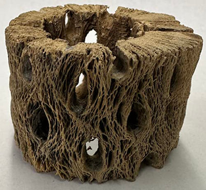 3 Natural Cholla Wood Air Plant Display Holders Individually Unique Round Decorative Stands (3 Pack Cholla Rounds) - style: 3 Pack Cholla Rounds