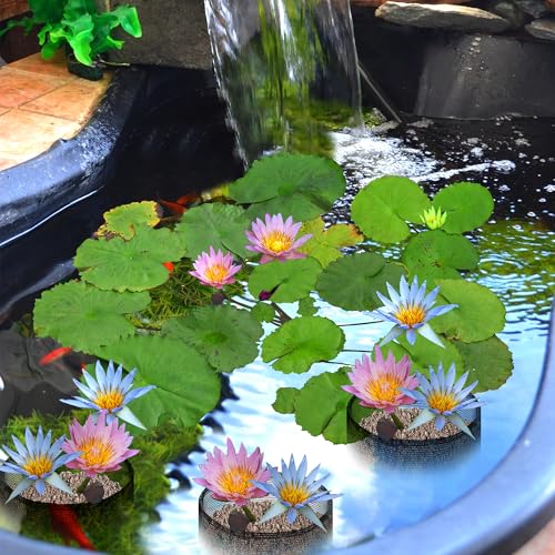 EBaokuup 4 Pcs Aquatic Pond Planting Bags-7.1" H x 7.2" Dia Reusable Mesh Water Garden Pond Plant Pot-Breathable Black Round Lily Plant Pots for Pond Bog Plant Garden Terrestrial Plant - color: Black, size: Round