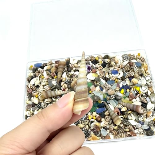 900 Pcs Mixed Mini Sea Shells with Sea Glass,0.11-2.7in | Craft Decor Supplies Natural Beach Craft Fillers, Ideal for Wedding Decor, Aquarium, Vase & DIY Handmade Projects