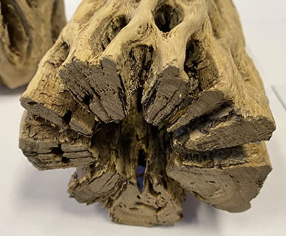 Awesome Aquatic 6 in x 2-3” Thick XL Teddy Bear/Chain Fruit/Buckhorn/Staghorn Cholla Wood Hollow Tube Wood Cactus Skeleton Tubes Thick/Diameter (6 in x 2-3 in Diameter) | XL Hideouts • Hollow tubes • Natural biofilm surface • Secure hideouts • Shrimp plec