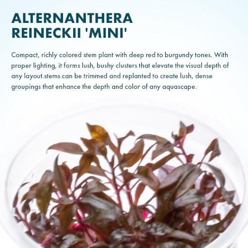 Live Plant - Alternanthera Reineckii 'Mini' Red Stem Tissue Culture Aquatic Live Aquarium Plant - 100% Snail Free in Vitro Cup (AR Mini) - color: Alternanthera Reineckii 'Mini' Red Stem