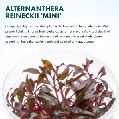 Live Plant - Alternanthera Reineckii 'Mini' Red Stem Tissue Culture Aquatic Live Aquarium Plant - 100% Snail Free in Vitro Cup (AR Mini) - color: Alternanthera Reineckii 'Mini' Red Stem