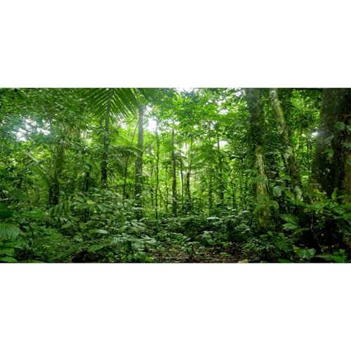 36x24 in Tropical Terrarium Backdrop Green Tree Reptile Habitat Background | AWERT Rainforest Aquarium Background - size: 36x24in/90x60cm