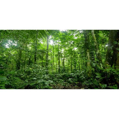 36x24 in Tropical Terrarium Backdrop Green Tree Reptile Habitat Background | AWERT Rainforest Aquarium Background - size: 36x24in/90x60cm