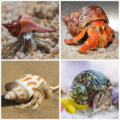 15PCS Hermit Crab Shells 1.6"-3.2", Growth Turbo Seashells | Natural Sea Conch Shell for Small to Medium and Large Crabs, Saltwater Hermit Crab Accessories and Sea Shells for Beach Decor