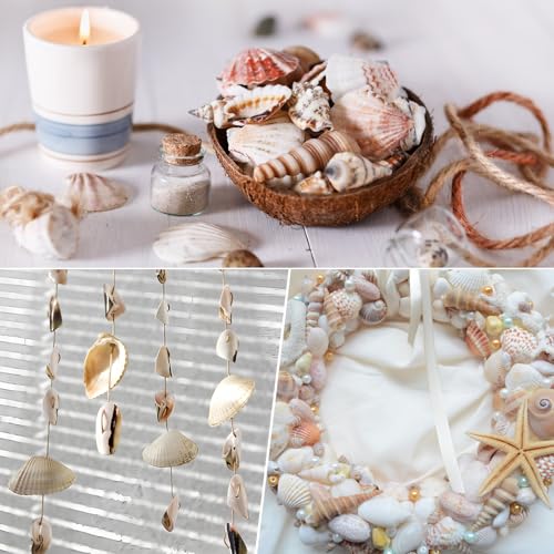 Tiny Mixed Ocean Beach Spiral Seashells &10 Small Starfish - for Fish Tank and Vase Filler, Beach Theme Party, Wedding Decor - DIY Craft Supplies (5-30mm) - size: 5-30mm