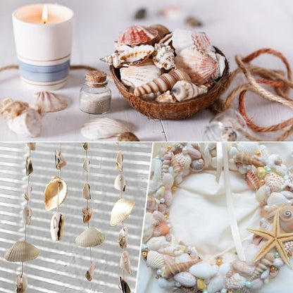 Tiny Mixed Ocean Beach Spiral Seashells &10 Small Starfish - for Fish Tank and Vase Filler, Beach Theme Party, Wedding Decor - DIY Craft Supplies (5-30mm) - size: 5-30mm