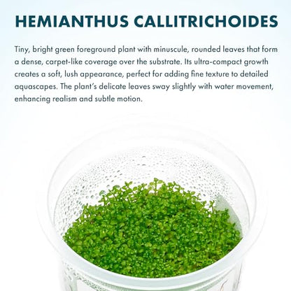 Live Plant - Dwarf Baby Tears Hemianthus Callitrichoides Live Aquarium Plant Tissue Culture Cup - 100% Snail Free in Vitro (Dwarf Baby Tears) - color: Dwarf Baby Tears Hemianthus Callitrichoides