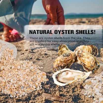 QEQEKAKA Crushed Oyster Shells About 2LB (880g/31OZ) Contains Calcium Small Natural Crushed Shells Bulk