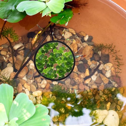 5 Pcs Fish Feeding Ring,Aquarium Floating Plant Rings Aquarium Floating Plant Barrier Foam Floating Plant Corral Aquarium Feeding Ring Round Feeding Ring for Fish Tank,Black
