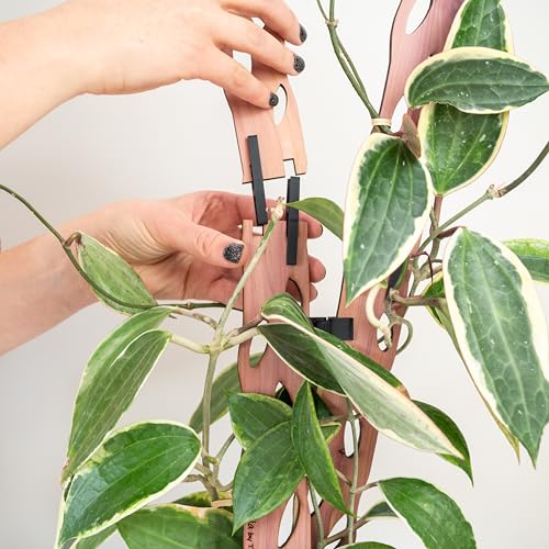 Zella Grande Extension Kit - Wooden Extendable Plant Trellis (2 Extensions) for Indoor Climbing Houseplants - Modular Plant Support - size: Grande Extension Kit