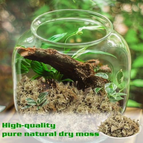 Halatool 10 OZ Sphagnum Moss for Plants, 14 QT Long Fiber Dried Orchid Moss | Drainage & Moisture Retention, Natural Moss for Ferns, Succulents, Carnivorous, Orchid Repotting, Terrariums, Reptile Bedding - size: 14 qt (0.6 lbs)