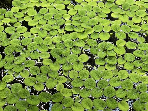 Water Spangle, Salvinia Minima, Live Aquarium/Aquatic/Freshwater/Floating/Pond Plant/Planted Tank/Aquascaping/Paludarium by Aquarium Plant Center (24 Plants, 120+ Leaves) - style: 24 Plants, 120+ Leaves
