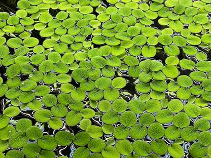 Water Spangle, Salvinia Minima, Live Aquarium/Aquatic/Freshwater/Floating/Pond Plant/Planted Tank/Aquascaping/Paludarium by Aquarium Plant Center (24 Plants, 120+ Leaves) - style: 24 Plants, 120+ Leaves
