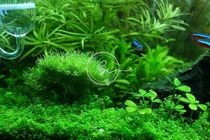 Swimming Creatures™ Live Aquarium Plants (Java Moss (50sq inch Portion)) - color: Java Moss (50sq inch Portion)