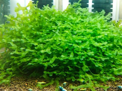 Generic Enchanting Aquatic Moss Collection: Create a Lush Underwater Landscape with Easy-Care Moss Varieties - Perfect for Aquarium Décor and Aquascaping (Subwassertang Moss - Golfball Size) - style: Subwassertang Moss - Golfball Size