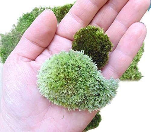 Live Terrarium Moss Assortment