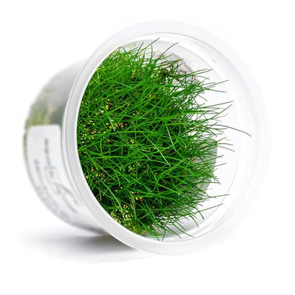 Live Plant - Dwarf Hairgrass Eleocharis Belem Tissue Culture Aquatic Live Aquarium Plant - 100% Snail Free in Vitro Cup (Dwarf Hairgrass) - color: Dwarf Hairgrass Eleocharis Belem