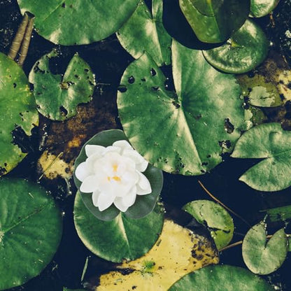 Luxshiny 10pcs Realistic Eva Floating Lotus Flowers Pool Decorations Artificial Water Lilies for Garden Pond Wedding Aquarium Display